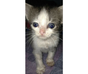 New Hope Cat Rescue and Sanctuary