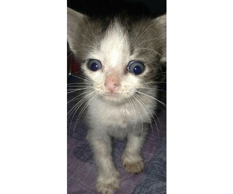 New Hope Cat Rescue and Sanctuary