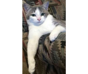 New Hope Cat Rescue and Sanctuary