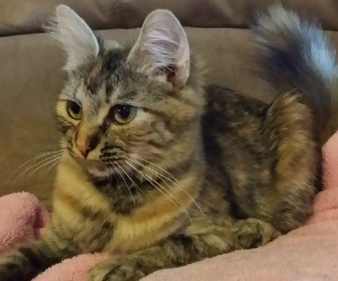 New Hope Cat Rescue and Sanctuary
