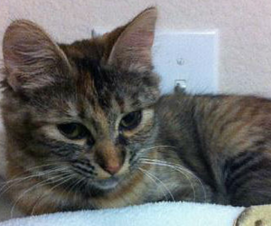 New Hope Cat Rescue and Sanctuary