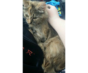 New Hope Cat Rescue and Sanctuary