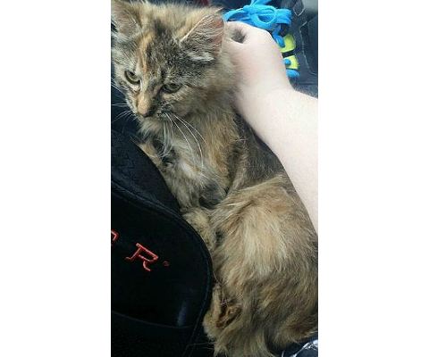 New Hope Cat Rescue and Sanctuary