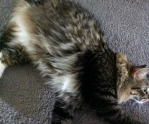 New Hop Cat Rescue and Sanctuary