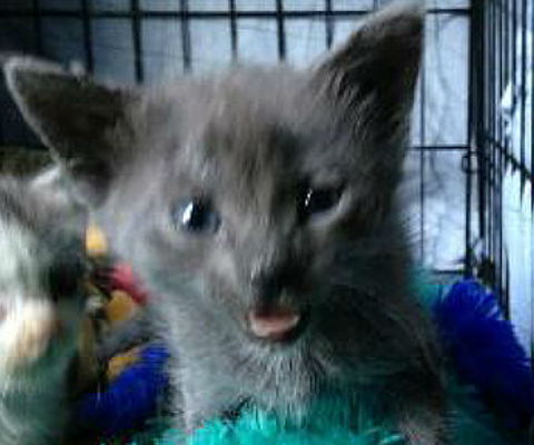 New Hope Cat Rescue and Sanctuary