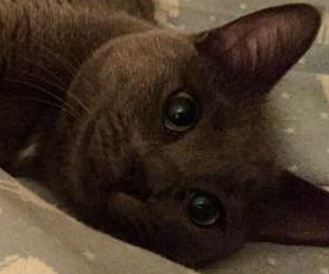 New Hope Cat Rescue and Sanctuary